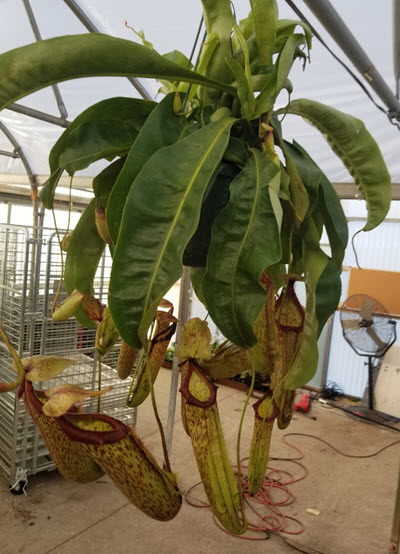 Miranda Nepenthes Carnivorous